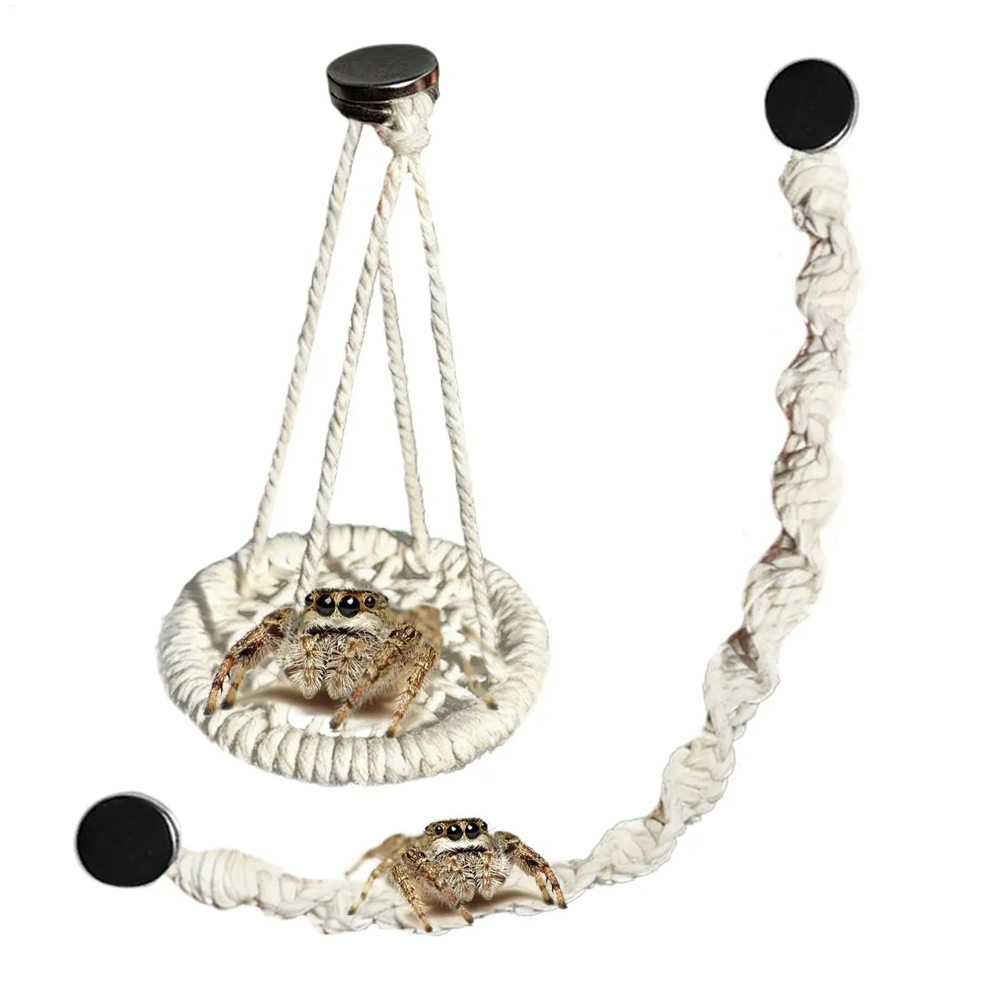 🌿 Hangable Jumping Spider Climbing Bridge & Swing | Enclosure Habitat Ladder 🕷️