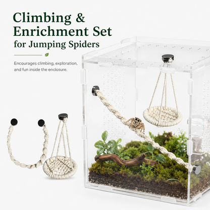 🌿 Hangable Jumping Spider Climbing Bridge & Swing | Enclosure Habitat Ladder 🕷️